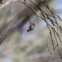 Acanthiza uropygialis (Chestnut-rumped Thornbill) at Gunderbooka, NSW - 8 Jul 2023 by Liam.m