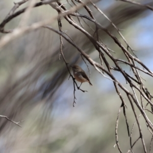 Acanthiza uropygialis at Gunderbooka, NSW - 8 Jul 2023