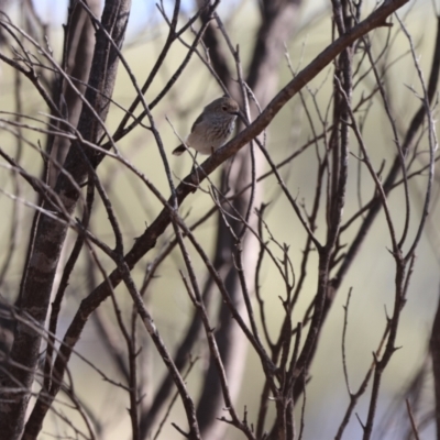 Acanthiza apicalis (Inland Thornbill) at Gunderbooka, NSW - 8 Jul 2023 by Liam.m