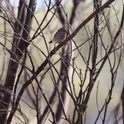 Acanthiza apicalis (Inland Thornbill) at Gundabooka National Parks - 8 Jul 2023 by Liam.m