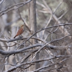 Cinclosoma castaneothorax (Chestnut-breasted Quail-thrush) at Gunderbooka, NSW - 8 Jul 2023 by Liam.m