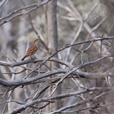 Cinclosoma castaneothorax (Chestnut-breasted Quail-thrush) at Gundabooka National Park - 8 Jul 2023 by Liam.m