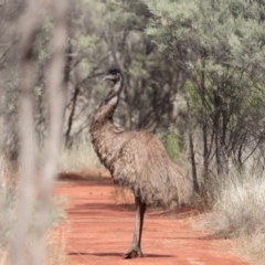 Dromaius novaehollandiae (Emu) at Gundabooka National Park - 8 Jul 2023 by Liam.m