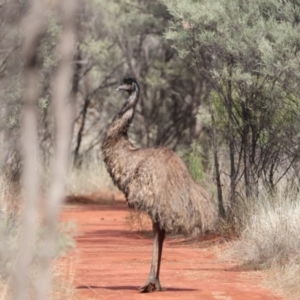 Dromaius novaehollandiae at Gunderbooka, NSW - 8 Jul 2023