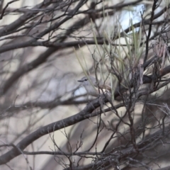 Acanthiza robustirostris (Slaty-backed Thornbill) at suppressed - 8 Jul 2023 by Liam.m