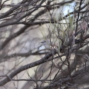 Acanthiza robustirostris at Gunderbooka, NSW - suppressed