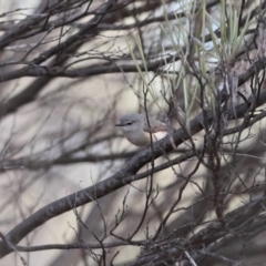 Acanthiza robustirostris at Gunderbooka, NSW - suppressed