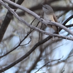 Acanthiza robustirostris at Gunderbooka, NSW - suppressed