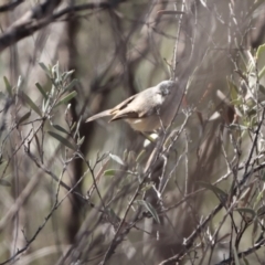 Acanthiza robustirostris at Gunderbooka, NSW - suppressed