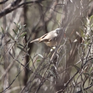 Acanthiza robustirostris at Gunderbooka, NSW - 8 Jul 2023