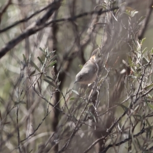 Acanthiza robustirostris at Gunderbooka, NSW - suppressed