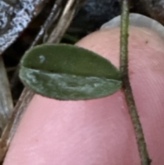 Hovea heterophylla at Aranda, ACT - 9 Jul 2023 05:11 PM