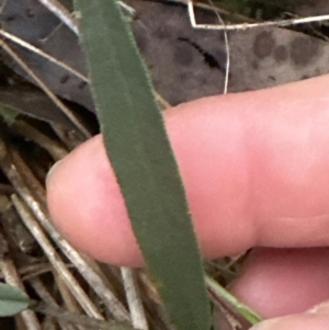 Hovea heterophylla at Aranda, ACT - 9 Jul 2023