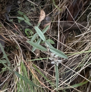 Hovea heterophylla at Aranda, ACT - 9 Jul 2023 05:11 PM