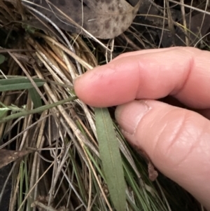 Hovea heterophylla at Aranda, ACT - 9 Jul 2023