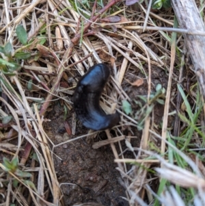 Milax gagates at Stromlo, ACT - 9 Jul 2023 04:25 PM