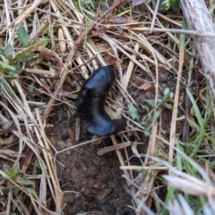 Milax gagates (Black-keeled Slug) at Stromlo, ACT - 9 Jul 2023 by HelenCross