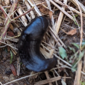 Milax gagates at Stromlo, ACT - 9 Jul 2023 04:25 PM