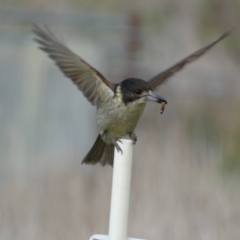 Cracticus torquatus (Grey Butcherbird) at Whitlam, ACT - 9 Jul 2023 by SteveBorkowskis