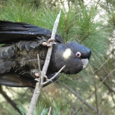 Zanda funerea (Yellow-tailed Black-Cockatoo) at Molonglo Valley, ACT - 9 Jul 2023 by SteveBorkowskis