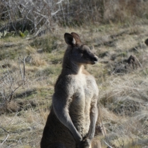 Macropus giganteus at Molonglo Valley, ACT - 9 Jul 2023 01:51 PM