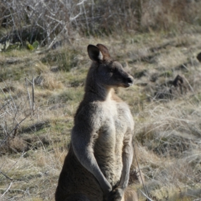 Macropus giganteus (Eastern Grey Kangaroo) at Molonglo Valley, ACT - 9 Jul 2023 by Steve_Bok