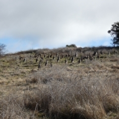 Macropus giganteus at Molonglo Valley, ACT - 9 Jul 2023 01:51 PM