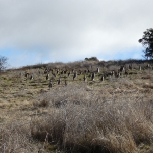 Macropus giganteus at Molonglo Valley, ACT - 9 Jul 2023 01:51 PM