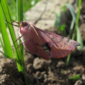 Oenochroma vinaria at Duffy, ACT - 17 Nov 2012