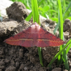 Oenochroma vinaria at Duffy, ACT - 17 Nov 2012