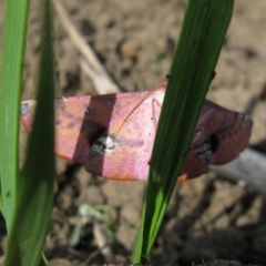 Oenochroma vinaria at Duffy, ACT - 17 Nov 2012