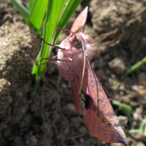 Oenochroma vinaria at Duffy, ACT - 17 Nov 2012