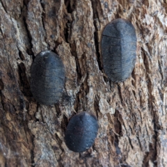 Laxta sp. (genus) (Bark cockroach) at Kambah, ACT - 9 Jul 2023 by HelenCross