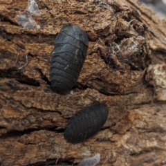 Laxta sp. (genus) at Kambah, ACT - 9 Jul 2023