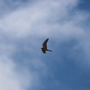 Falco cenchroides at Throsby, ACT - 9 Jul 2023