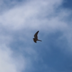 Falco cenchroides (Nankeen Kestrel) at Throsby, ACT - 9 Jul 2023 by patrick25