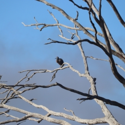 Egretta novaehollandiae (White-faced Heron) at Mulligans Flat - 9 Jul 2023 by patrick25