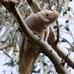 Cacatua sanguinea (Little Corella) at Hawker, ACT - 9 Jul 2023 by AlisonMilton