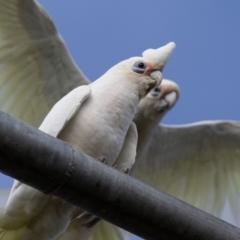 Cacatua sanguinea at Hawker, ACT - 9 Jul 2023 12:20 PM