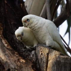 Cacatua sanguinea at Hawker, ACT - 9 Jul 2023