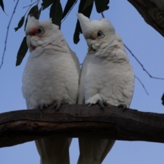 Cacatua sanguinea at Hawker, ACT - 9 Jul 2023