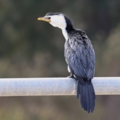 Microcarbo melanoleucos (Little Pied Cormorant) at Hume, ACT - 9 Jul 2023 by RodDeb