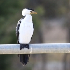 Microcarbo melanoleucos at Hume, ACT - 9 Jul 2023