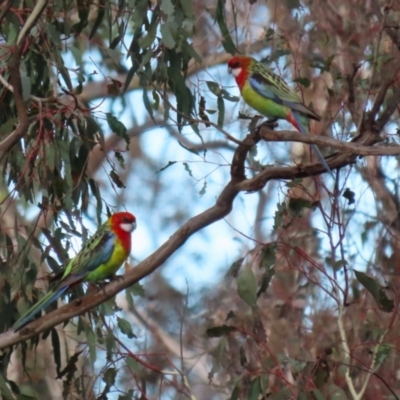 Platycercus eximius (Eastern Rosella) at Symonston, ACT - 9 Jul 2023 by RodDeb