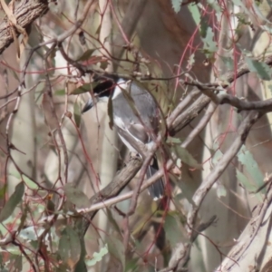 Cracticus torquatus at Symonston, ACT - 9 Jul 2023