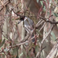 Cracticus torquatus (Grey Butcherbird) at Symonston, ACT - 9 Jul 2023 by RodDeb