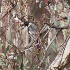 Cracticus torquatus at Symonston, ACT - 9 Jul 2023