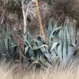 Agave americana at Symonston, ACT - 9 Jul 2023 02:15 PM