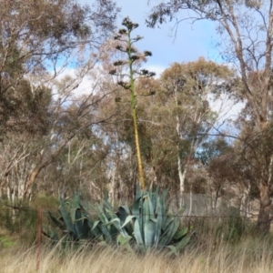 Agave americana at Symonston, ACT - 9 Jul 2023 02:15 PM