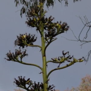 Agave americana at Symonston, ACT - 9 Jul 2023 02:15 PM